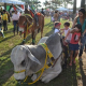 Cavalo campolina: primeiro a entrar na pista