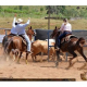 Team Penning será uma das novidades da Expofeira