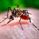 Chikungunya: 19 confirmações e 21 casos descartados