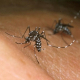118 novos casos de febre chikungunya são confirmados