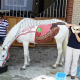 Docentes de Medicina Veterinária da FTC vão aderir à técnica Body Painting