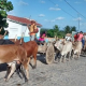 Festa do Carro de Boi de Heliópolis resgata cultura nordestina no interior baiano 