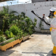 Aedes aegypti se reproduz até em cemitério e geladeira