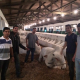 Alunos da FTC têm aula prática de Medicina Veterinária na Expofeira