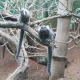 Macacos do Zoológico não oferecem risco relacionado à febre amarela