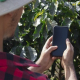 Tecnologia no campo: Estudo aponta que 45% dos donos de microempresas rurais baianos usam smartphones para acessar a web