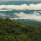 Professores da Uefs participam do maior levantamento de plantas da Amazônia