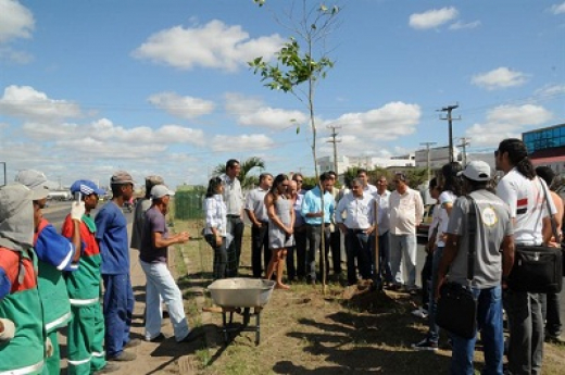 Mais 60 mil novas árvores serão plantadas