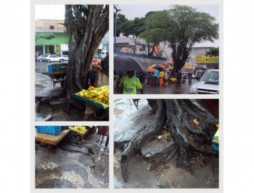 Frei Cal solicita inspeção de árvore 