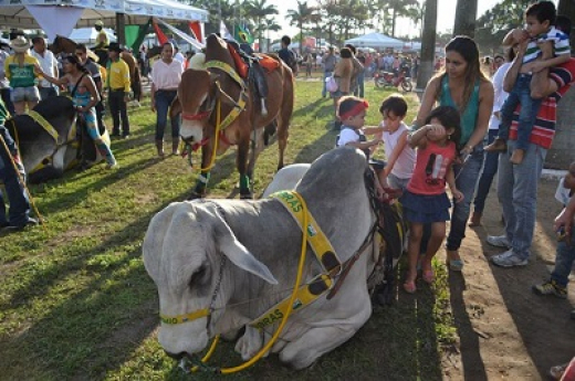 Cavalo campolina: primeiro a entrar na pista