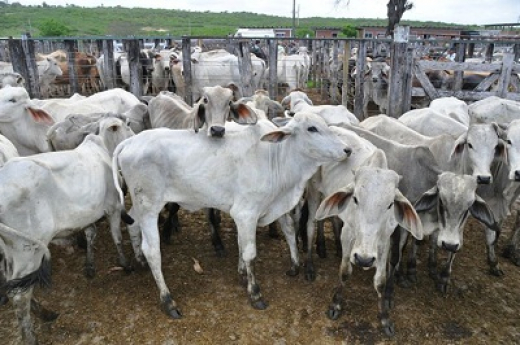 25 anos do Matadouro Campo do Gado