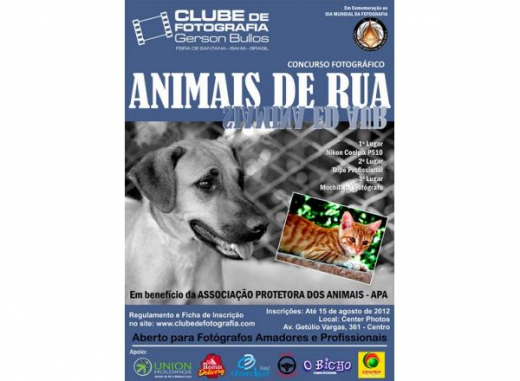 Concurso fotográfico Animais de rua