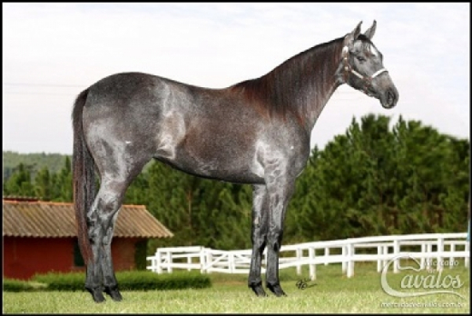 Festival do Cavalo poderá ser realizado em Feira