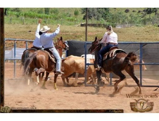Team Penning será uma das novidades da Expofeira