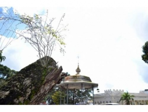 Troncos de oitis da Fróes da Motta estão rebrotando