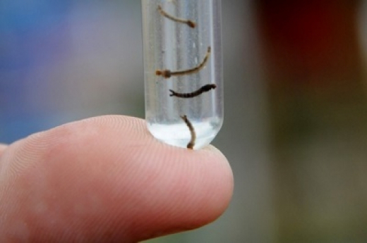 Ações conjuntas para combater o aedes aegypti