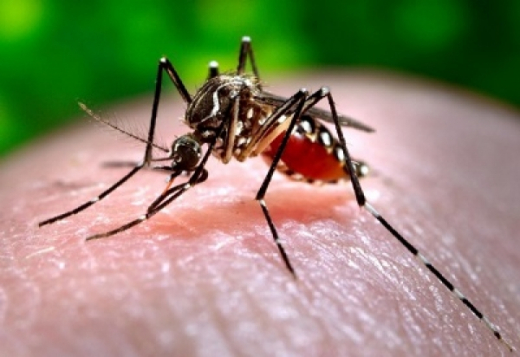 Chikungunya: 19 confirmações e 21 casos descartados