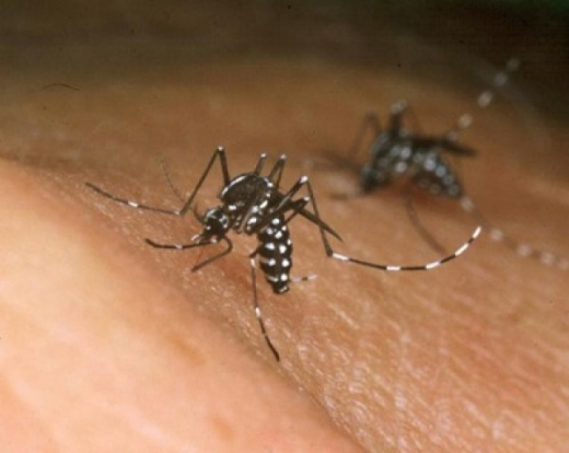 118 novos casos de febre chikungunya são confirmados