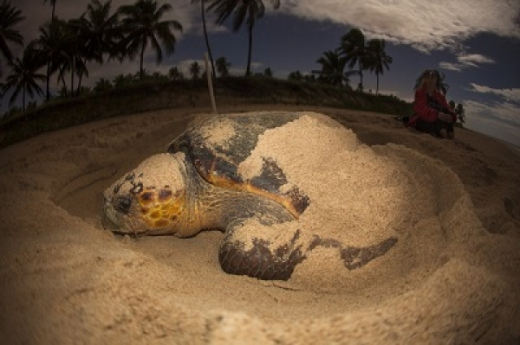 Exposição conta história da 1ª geração de tartarugas marinhas de sobrenome TAMAR