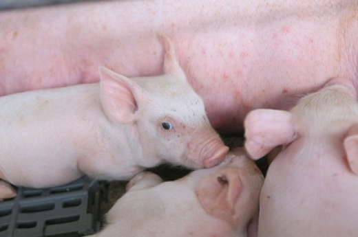 Adab realiza campanha de prevenção contra peste suína clássica